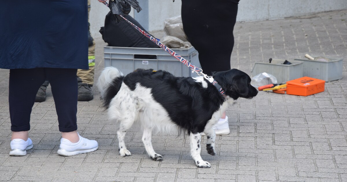 Brandweer redt hond uit auto in Kerkwerve