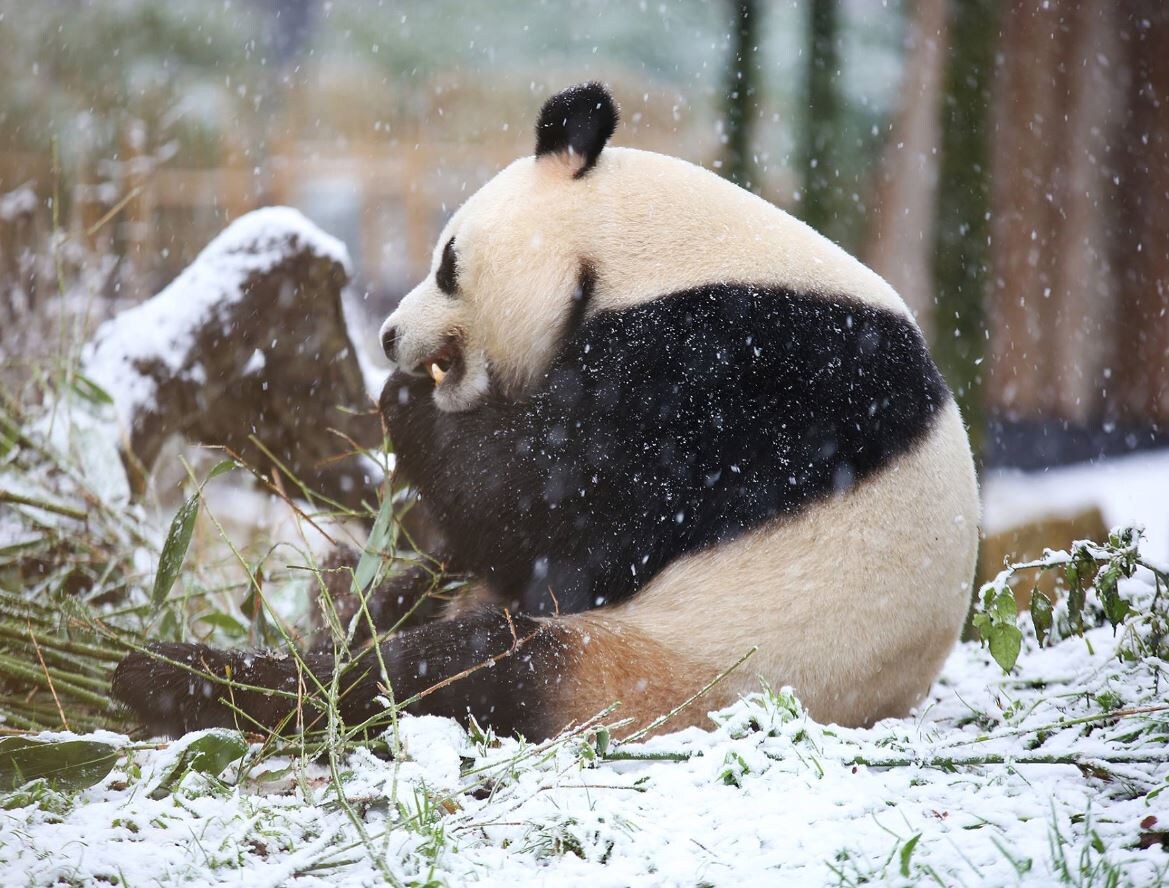 Een van de reuzenpanda's in Ouwehands Dierenpark geniet van de sneeuw.