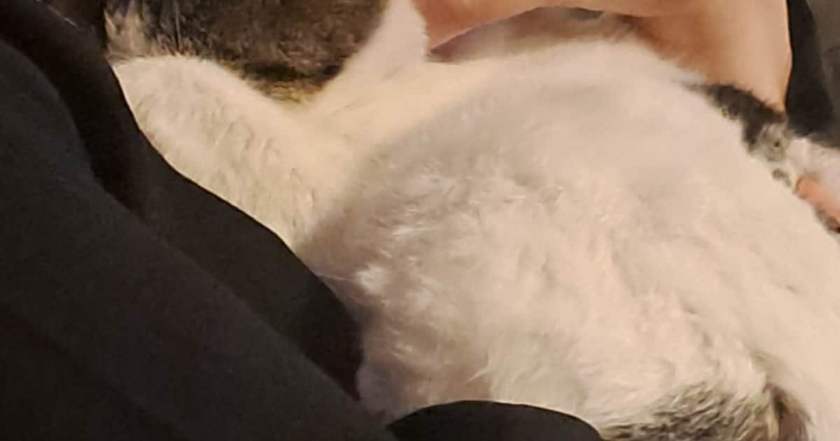 Heb jij Bella gezien? Dit huisdier wordt in Roosendaal vermist