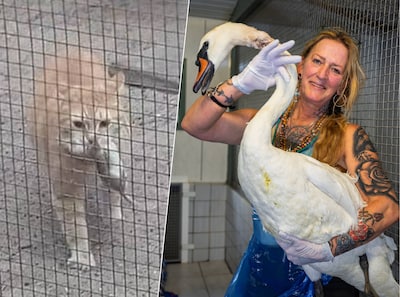 Rattenplaag teistert vogelopvang: ‘Een kraai die ik grootbracht, was half opgevreten’