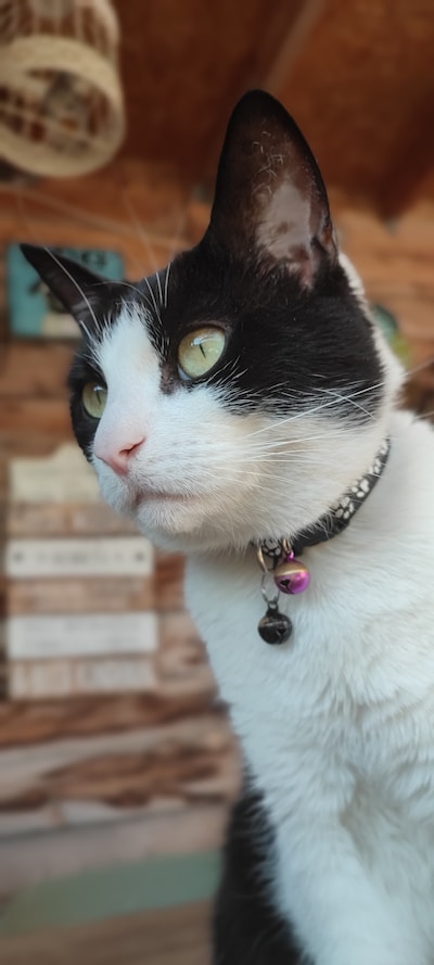 Heb jij Joep, Pieter of Sientje gezien? Deze vijf huisdieren worden in Bergen op Zoom vermist