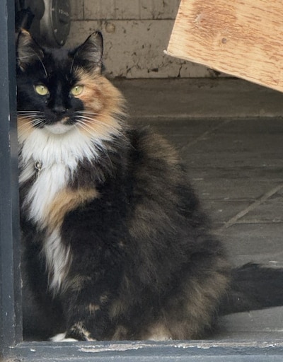 Heb jij Ilvy gezien? Dit huisdier wordt in Tholen vermist