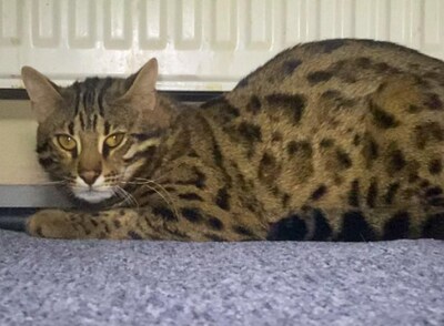 Politie op zoek naar verboden wilde kat: ‘Benader het dier niet zelf’