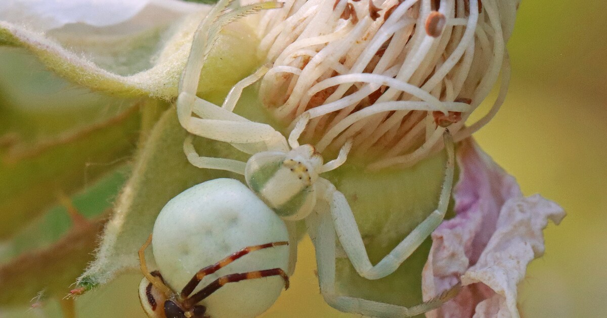 De enorme spin uit de Aldi-tas in Kamperland is niet meer, maar gelukkig: nog spinnen genoeg in Zeel