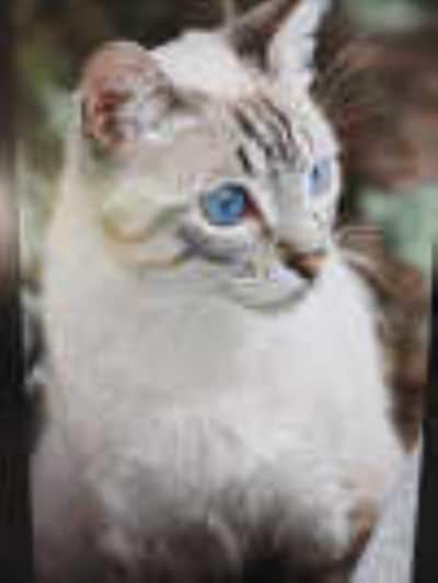 Heb jij Chefke, Coco of Nelly gezien? Deze 10 huisdieren worden in Breda vermist