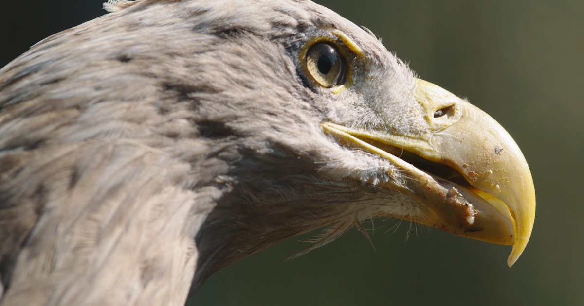Boottocht door Nationaal Park de Biesbosch met vogelexpert in Hank