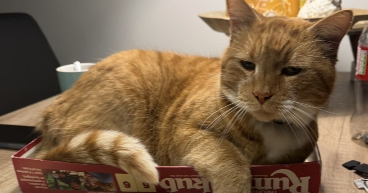 Heb jij Toby gezien? Dit huisdier wordt in Zundert vermist