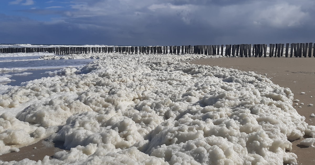 Provincie waarschuwt voor PFAS-zeeschuim, maar waarom geen borden op het strand?