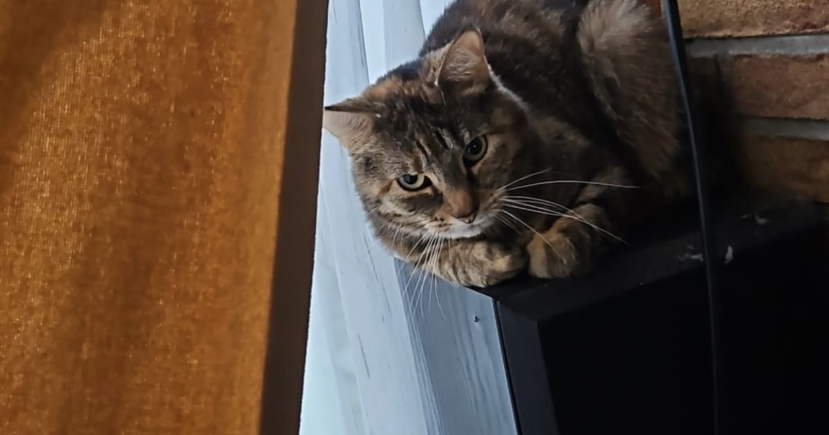 Heb jij Ozzy of Kitty gezien? Deze twee huisdieren worden in Woensdrecht vermist