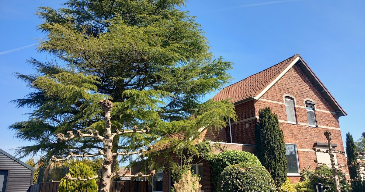 Kevin heeft last van gigantische boom in zijn tuin, maar weghalen mag van de gemeente niet