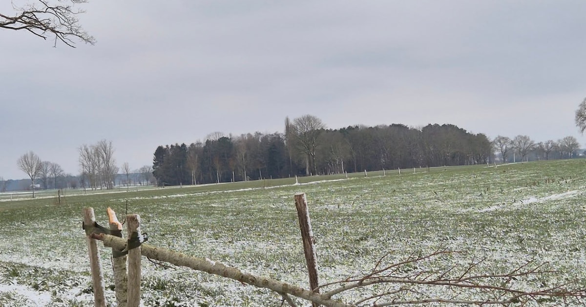 Pas aangeplante boompjes opnieuw moedwillig vernield in Papenmoerstraat