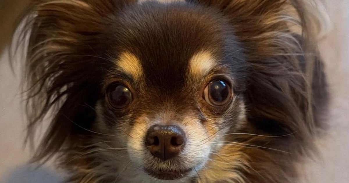 Veldhovens stel verkoopt ‘raszuivere’ chihuahua’s die ziek blijken: pups soms zo vol wormen dat dier