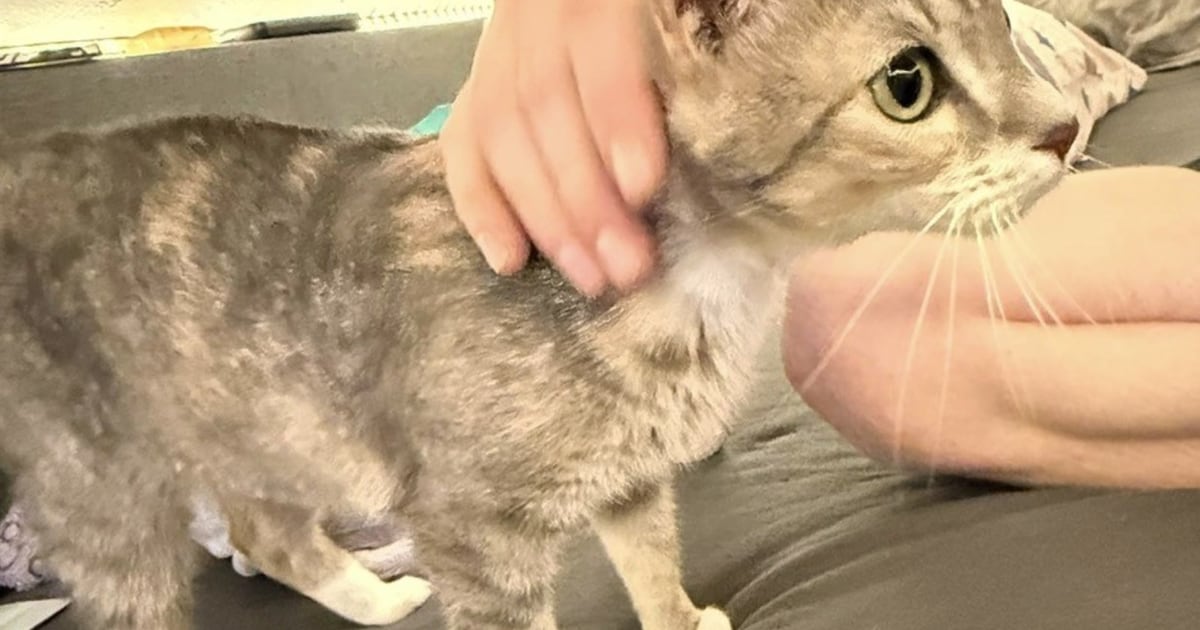 Heb jij Balou, Kicior of Zoey gezien? Deze vier huisdieren worden in Breda vermist