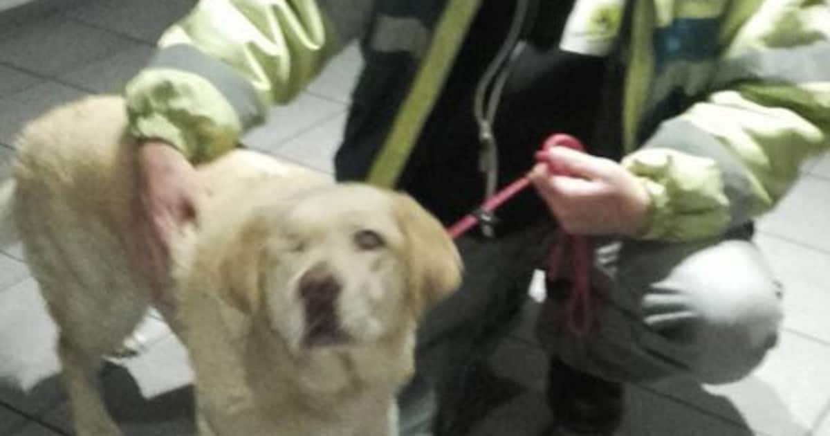 Blinde hond loopt van huis en belandt in Westerschelde