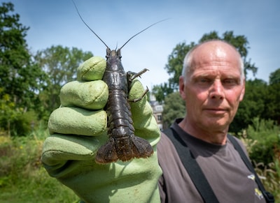 De strijd tegen de rivierkreeft begint in Serooskerke: ‘Eén vrouwtje kan al voor een plaag zorgen’